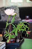 Verschiedene Vasen mit Pfingstrosen auf Tisch