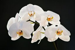 White orchids (black background)