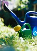 Watering cans in sunshine