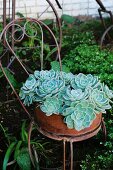 Succulents in terracotta dish on old, French wire bistro chair in garden