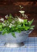 Green herbs and coriander flowers in old metal colander on blue gingham tablecloth