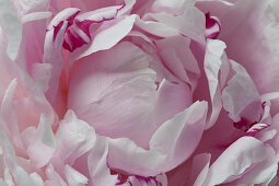 Detail of a pink peony