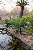 Natal giant cycad at the edge of a pond in South Africa