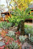 Fern palms and aloes in a South African garden