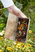 Marigold seeds in a wooden box