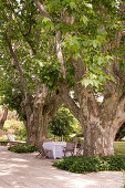 Gedeckter Tisch zwischen alten Bäumen in einem Garten