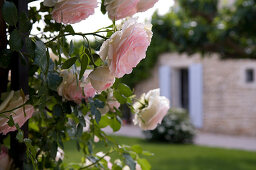 Close-up of delicate roses with blurred facade of Provençal country house in background
