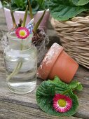 Spring decoration with pink daisies