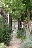 Mediterranean fruit trees lining garden path and view through open house doors of garden table beyond
