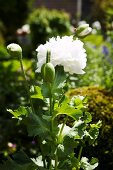 White opium poppy (Papaver somniferum) in garden