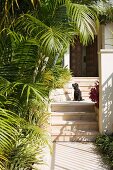 Dog on steps leading to front door in Mediterranean garden