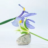 Flower arrangement with iris and tulip