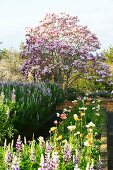 Blühender Magnolienbaum, Lupinien und Tulpen im Garten