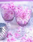 Hyacinth florets in wine glasses