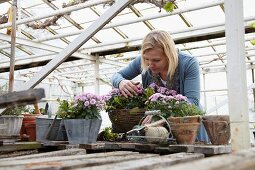 Woman planting a flowering arrangement in greenhouse