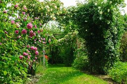 Romantic rose arch in garden