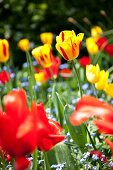Rote und gelbe Tulpen im Garten