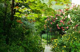Flowering rose bush next to metal gate in wild garden
