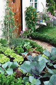 Vegetable patch in front garden of house