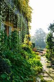 Kletterpflanzen an Fassade eines Landhauses und Pflanzen am Gartenweg in Morgenstimmung
