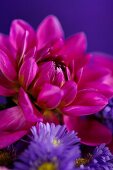 Magenta dahlia and violet erigeron