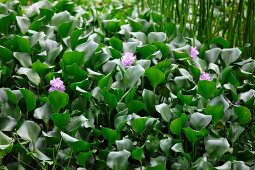 Wasserhyazinthen mit violetten Blüten