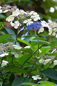 Flowering hydrangea
