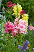 Snapdragons flowering in garden