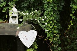 White metal heart and lantern in front of Virginia creeper in garden
