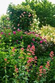 Verschiedenfarbige blühende Blumen und Rosenbüsche im Garten
