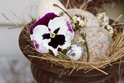 White and purple pansy and bird's eggs set in straw nest in amphora