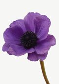 One violet anemone