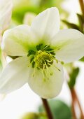 White hellebore flower, close-up