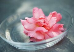 Rosenblüte in Glasschale