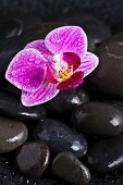 Orchideenblüte auf nassen Kieselsteinen