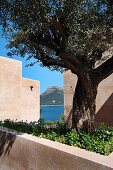 Olivenbaum mit Mauereinfassung in mediterraner Anlage mit Meerblick