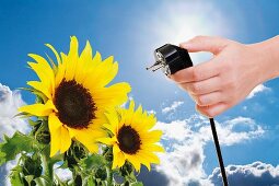 Hand hält einen Stromstecker neben Sonnenblumen gegen den blauen Himmel und Sonne