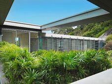 Foliage growing along modern home