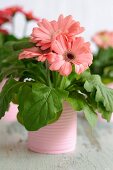 Gerbera daisies in tin cans painted pink