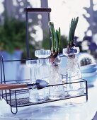 Flower bulbs in glass vases on a vintage style metal rack