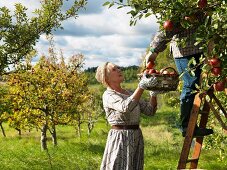 Mature couple picking apples