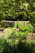 Various plants in sunny, early summer kitchen garden with stone garden wall and fence bordering green meadow in background