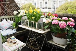 Small urban balcony with vintage character and luxuriant spring flowers; wooden bench comfortably decorated with scatter cushions and tray with tea set invite you to relax