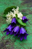 Harebell flowers (campanula sarastro) and elder flowers on an old metal table