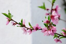 Close up of a pink, blooming cherry tree branch in front of a white limestone wall