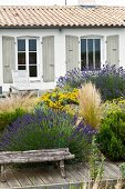 Rustic wooden bench on a raised wooden walkway in front of blooming lavender bushes and a country home