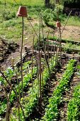 Young vegetable bed with long branches and plant pots to protect against insects