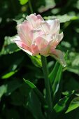 Splendid variegated pink and white peony
