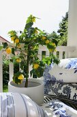 Gelb blühende Kübelpflanze zwischen blau-weissen Dekokissen auf Balkon