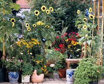 Summer flowers and vegetable plants in containers on terrace